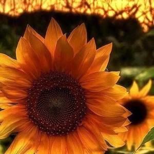 Meet your Posher, Leticia brandon